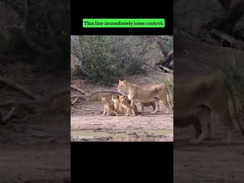 Black Mamba bites lion