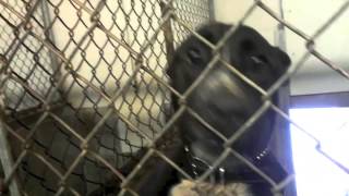 preview picture of video 'Adopting From an Animal Shelter'