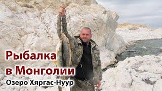 На что ловить османа в монголии