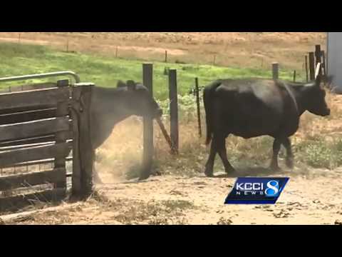 Beef prices increasing, here's when a drop is likely