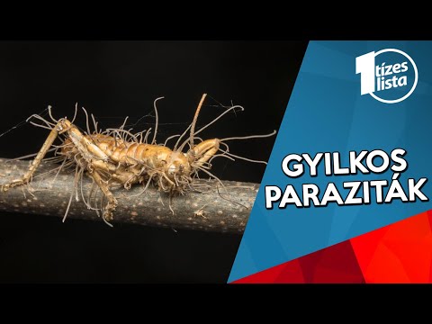 paraziták jöttek ki vélemények a pinworms tünetei a testben