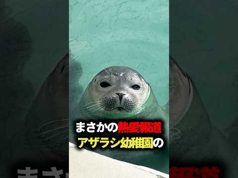 花のアザラ ペティオラリス