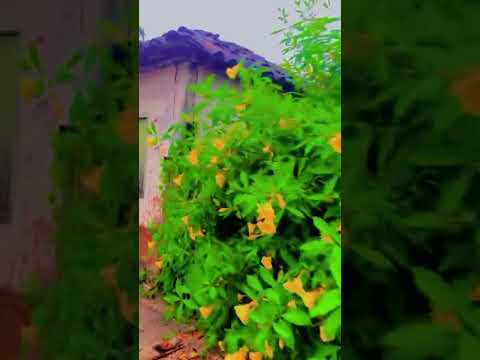 Pelos muros centenários de Pilar de Goiás.