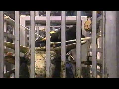 Wild Child bucks Clint Branger - 97 PBR Portland