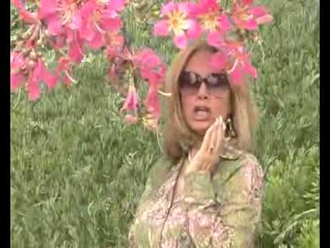 Afghan Sajia Song Kaka Jawan Bacha Mashi Mashi