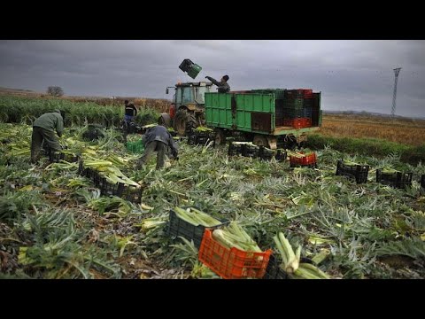 Spanische Landwirte: Abkommen mit Mercosur zerstört Europas Landwirtschaft
