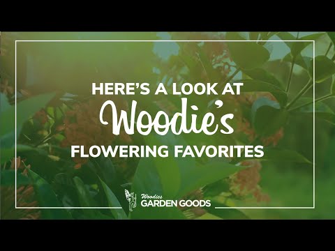 Perennial Plants for Sale