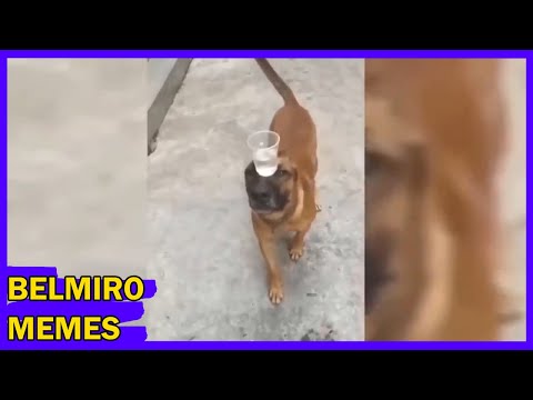 Belmiro Memes: Melhores dublagens do ano parte 6