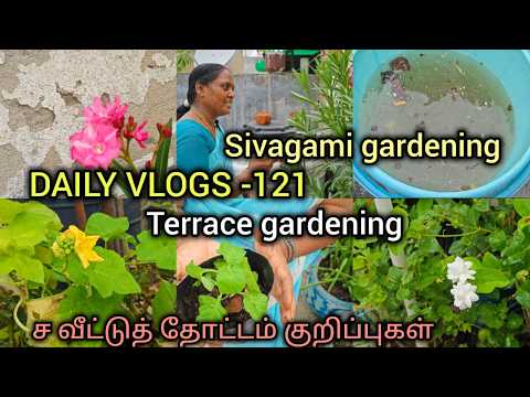 DAILY VLOGS -121 | வீட்டுத் தோட்டம் குறிப்புகள் | Terrace gardening| Sivagami gardening 