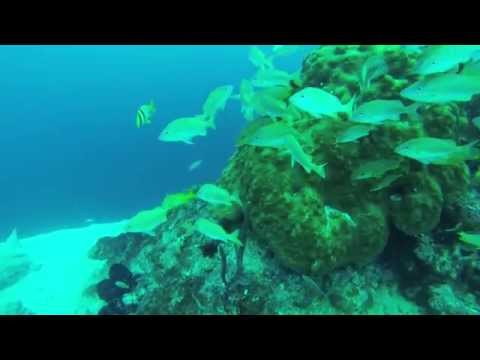 Lost Blue Hole & Barracuda Reef Dives With Bahama Divers