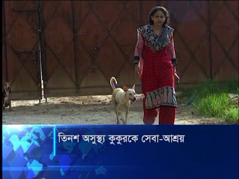 অসুস্থ পথের কুকুরকে চিকিৎসা দিয়ে আদর যত্নে সুস্থ করে টিয়া | ETV News