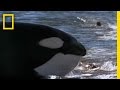 Killer Whale Vs Sea Lions National Geographic