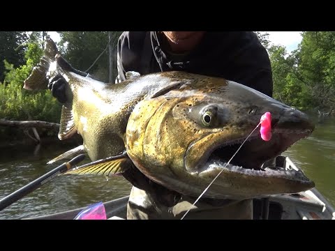 Skein Biting King Salmon - UNREAL RIVER BOBBER DOWNS!