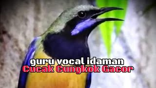 Download lagu Cucak Cungkok Gacor | Masteran Idaman mp3