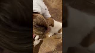 Video preview image #1 Jack Russell Terrier-Unknown Mix Puppy For Sale in Westwood, NJ, USA