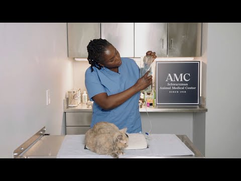 How to Give Subcutaneous (SQ) Fluids to Your Pet