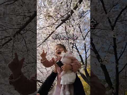북서울꿈의숲에서 봄나들이 벚꽃만개 현황 아이랑갈만한곳