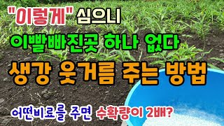 생강키우기 생강 웃거름(추비)이 중요한이유 생강 추비주는시기 비료만 잘 주면 수확량이 2배 토종생강