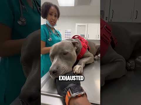 Le chien qui a découvert un terrible secret dans le mur