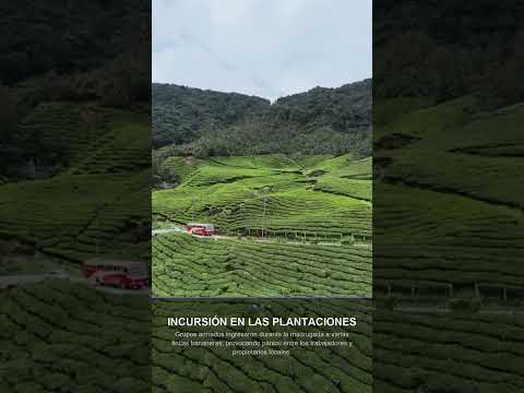Incursión armada sacude fincas bananeras de Magdalena