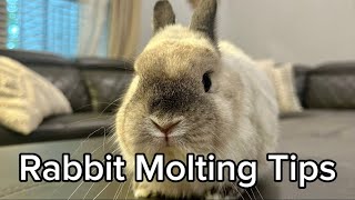Tips for When Your Bunny is Shedding a LOT