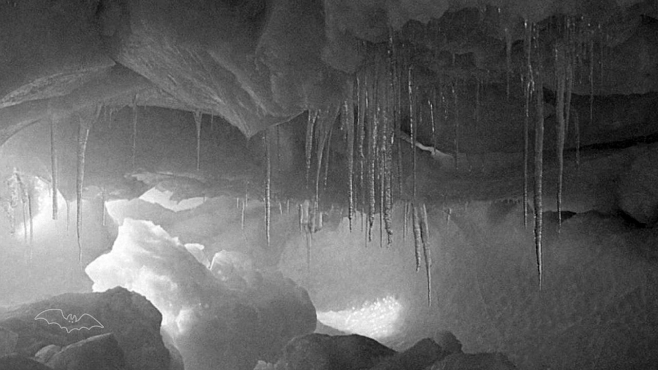 Lebanon Hanover - Einhorn