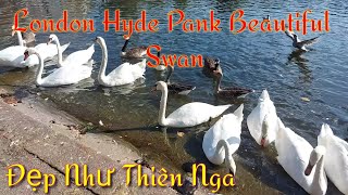 Đẹp Như Thiên Nga . Walking London Hyde Pank