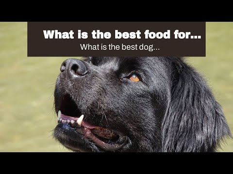 What is the best food for Newfoundlands dogs?
