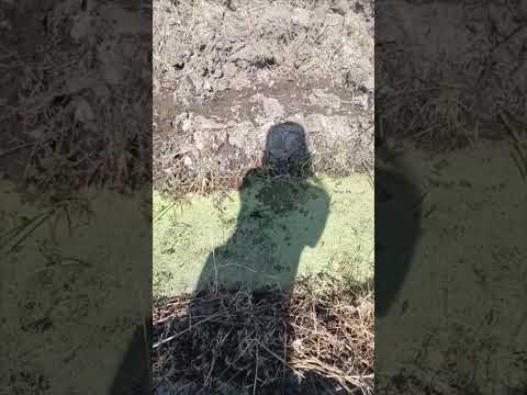 Las 3 Hectáreas🌾☀️ #oyotun #chiclayo #chacras #peru #arroz #arrozal #viajes #naturaleza #viral