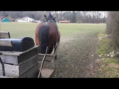 Steine sammeln mit Fanny geht schief