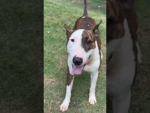 Vídeo de Joey