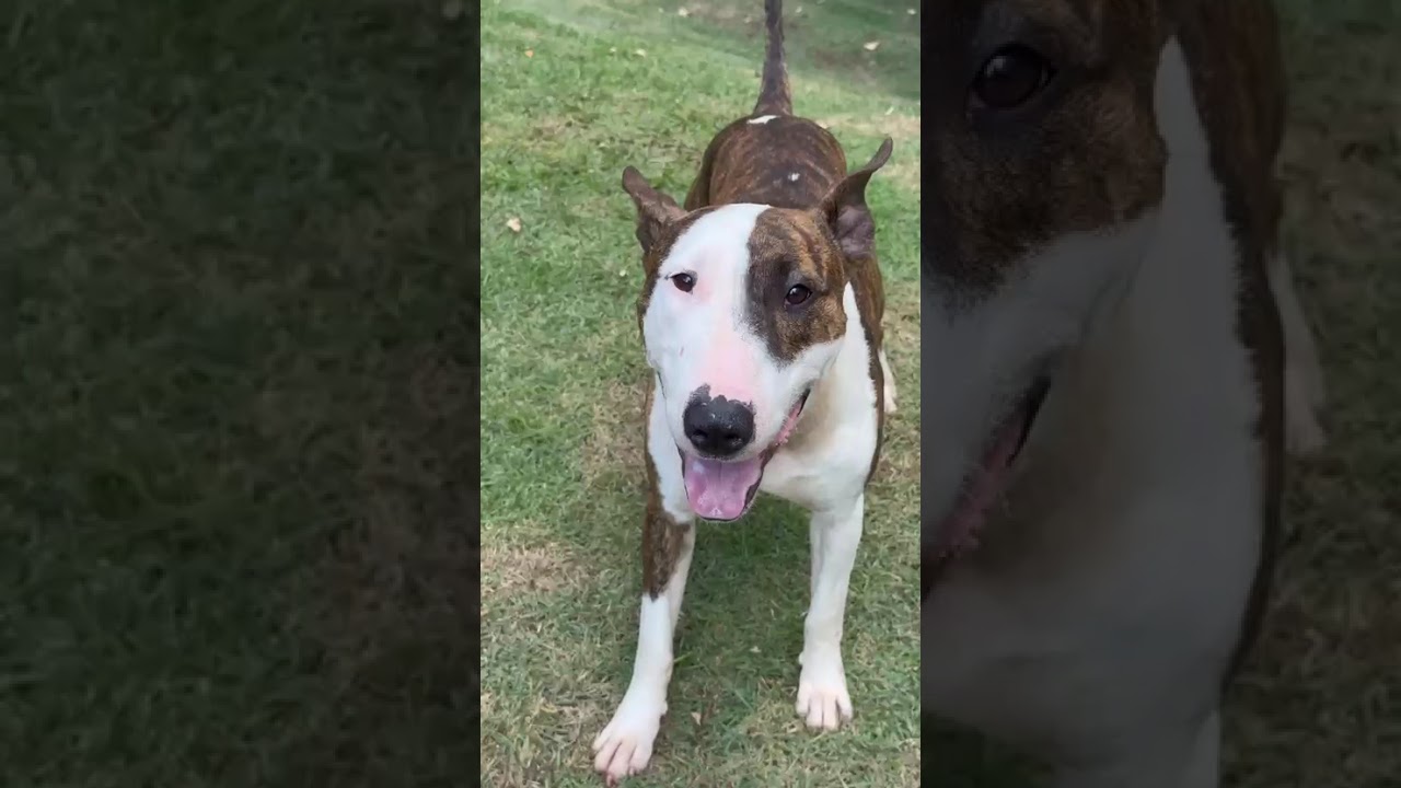 Cachorro raça Bull Terrier idade 3 anos nome Joey