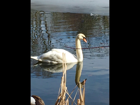 Swans on Pleasant Pond Wenham, MA