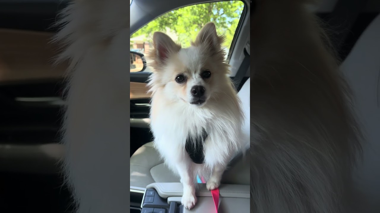 Enlarge Emma, a ADOPTABLE Pomeranian in Fort Collins, CO video 5/5