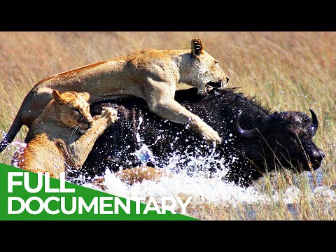 Animal's Super Senses Perfect Timing