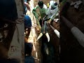 PKM KAARI PKM காரி மாடு JALLIKATTU KING