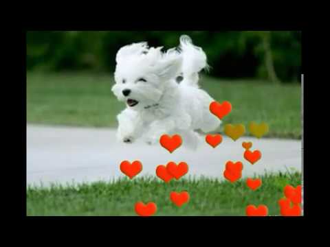 💗ДОБРОГО УТРЕЧКА💗САМОГО ЛУЧШЕГО ДНЯ !!! под веселую музыку !!!