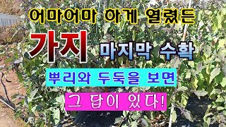 [텃밭농부 1,740]  엄청나게 열렸든 가지의 마지막 수확. 그 답은 뿌리와 두둑을 보면 안다. #가지재배