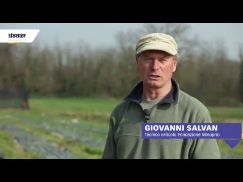 Quanto per fare prove su parassiti in invitro a Mosca Come ci sono parassiti da una faccia