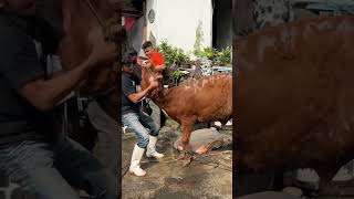 Download lagu Alhamdulillah hari pertama pemotongan sapi di masjid lautze2 bandung barakallah mp3 Download lagu Alhamdulillah hari pertama pemotongan sapi di masjid lautze2 bandung barakallah mp3