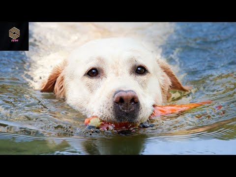 Funny Dogs and Cat | Funniest Pets| Anusha HW channel