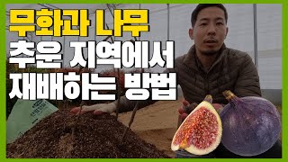 무화과 나무 추운 지역에서 재배하는 방법!