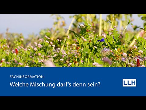Blühmischungen - Worauf ist zu achten?