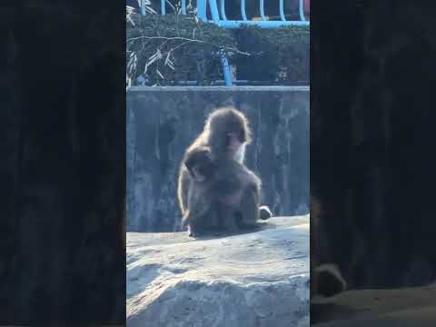 Ni la traición del rey leon me dolió tanto como Punch (Insta Tammy.parra)