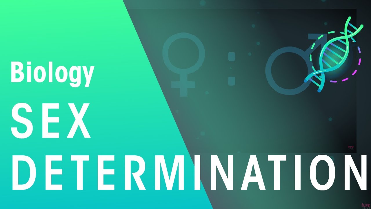 Sex Determination | Genetics | Biology | FuseSchool
