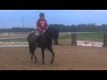 Chablis IZ mare for sale- She's a Rainbow 