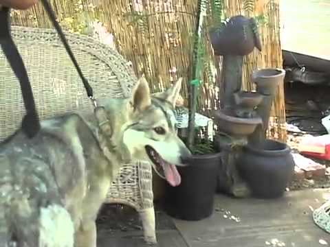 LOBELLA-adopted, an adopted Siberian Husky in Valencia, CA_image-1