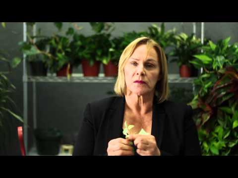 How to Root Ivy Cuttings : Gardening & Plant Care