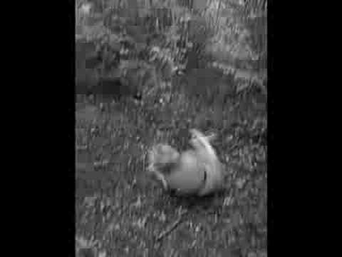 Azarae gegen Azentz Trailer