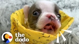 Teeny Puppy Demands To Be Let Out Of His Incubator | The Dodo by The Dodo